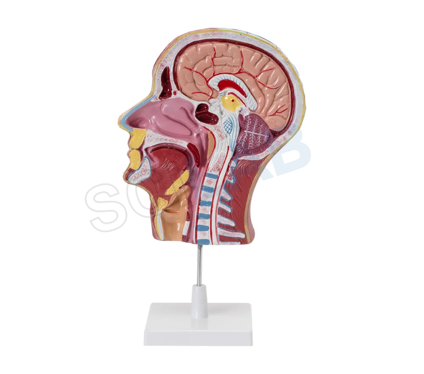 Head & Neck Model on Stand