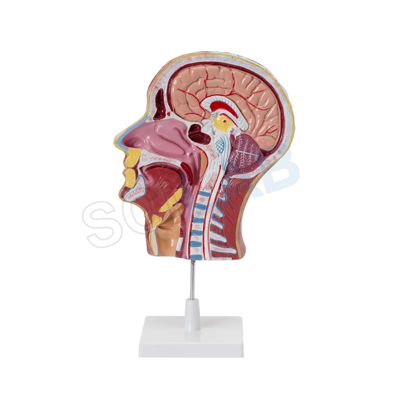 Head & Neck Model on Stand