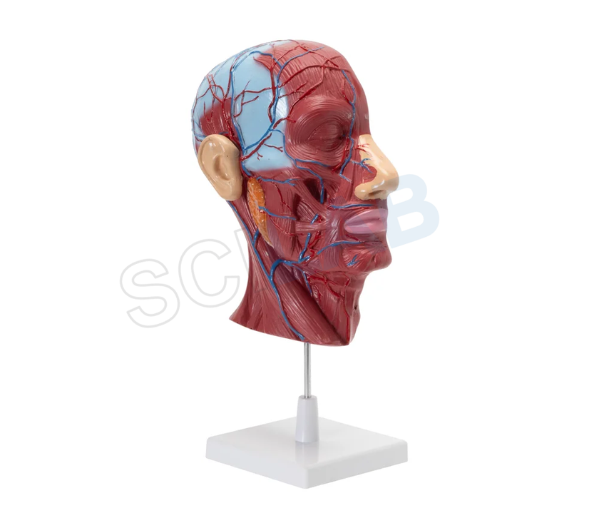Head & Neck Model on Stand