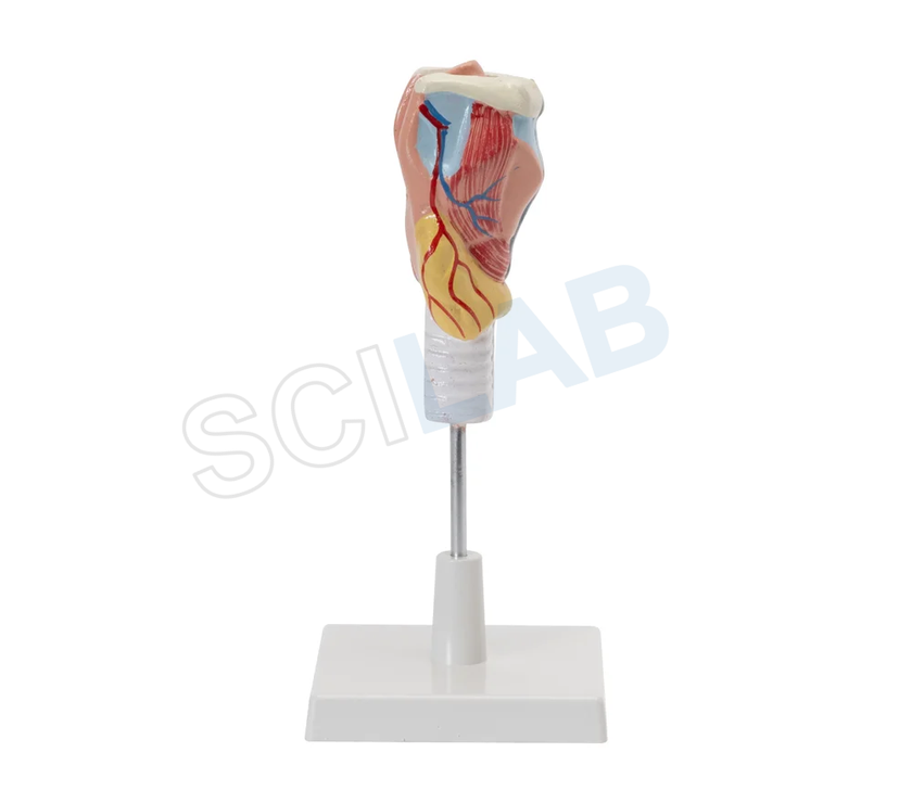 Human Larynx Model