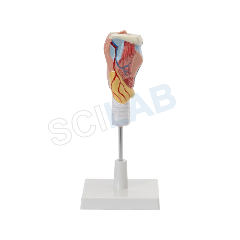Human Larynx Model