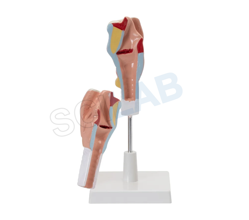 Human Larynx Model