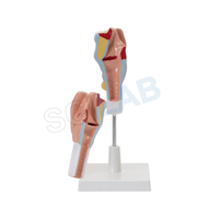 Human Larynx Model