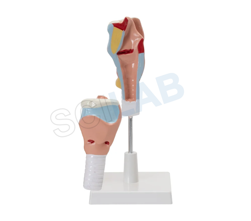 Human Larynx Model