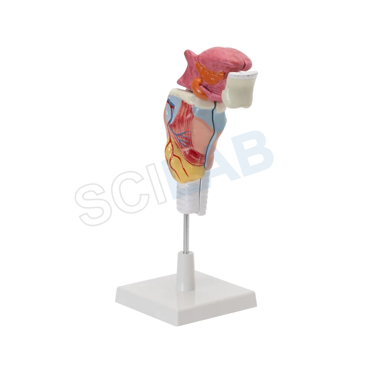 Human Larynx Model with Tongue and Teeth (5 Parts, Life Size)