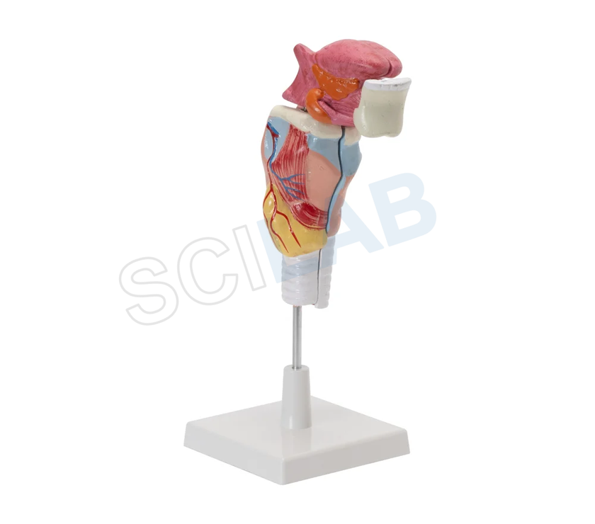 Human Larynx Model with Tongue and Teeth (5 Parts, Life Size)