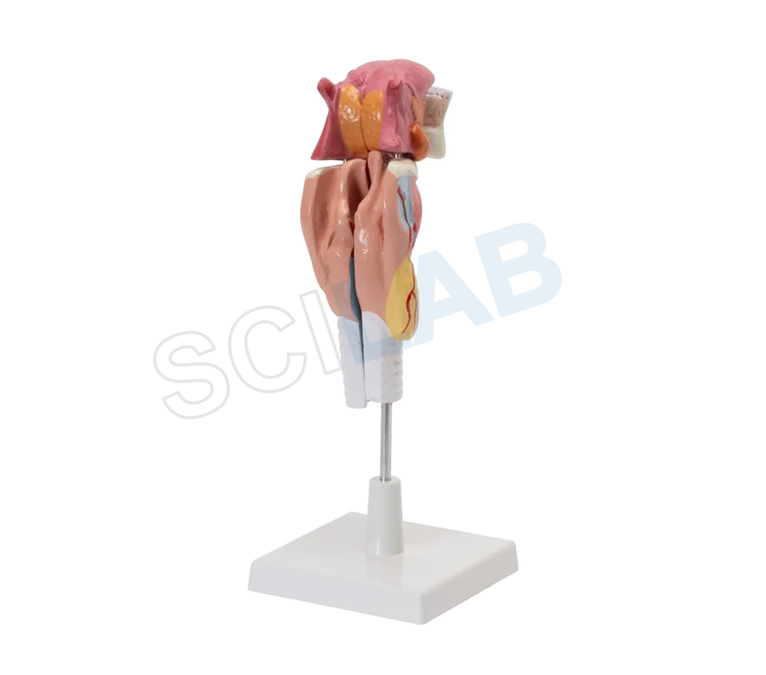 Human Larynx Model with Tongue and Teeth (5 Parts, Life Size)