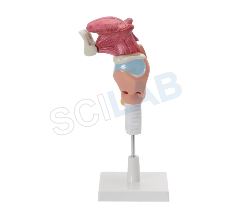 Human Larynx Model with Tongue and Teeth (5 Parts, Life Size)