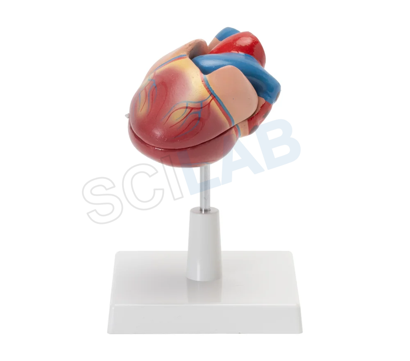 Human Heart Model (Life Size)