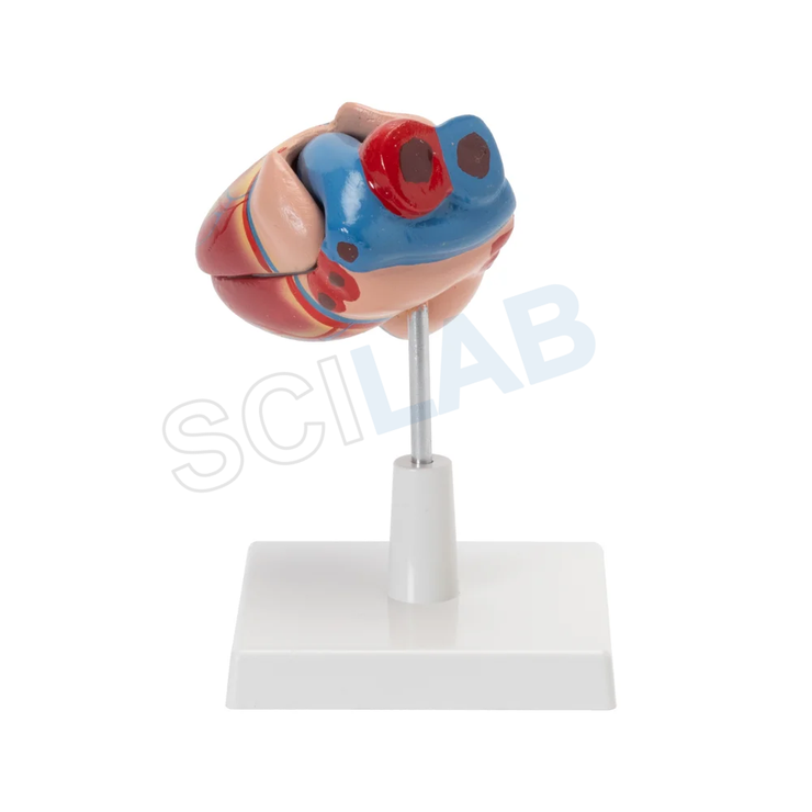 Human Heart Model (Life Size)