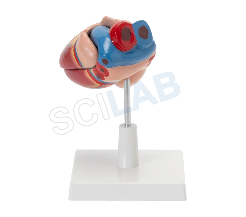 Human Heart Model (Life Size)