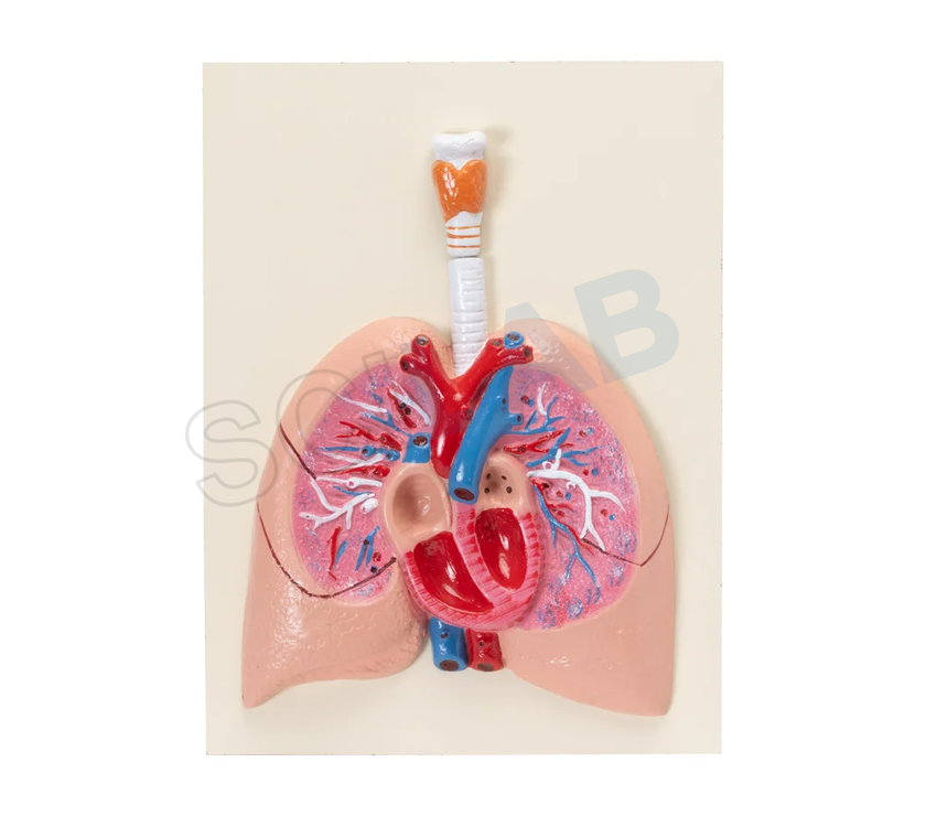 Human Heart with Lungs & Larynx Model