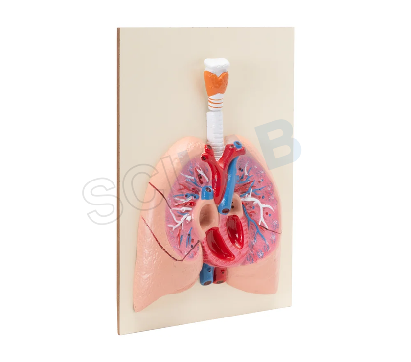 Human Heart with Lungs & Larynx Model