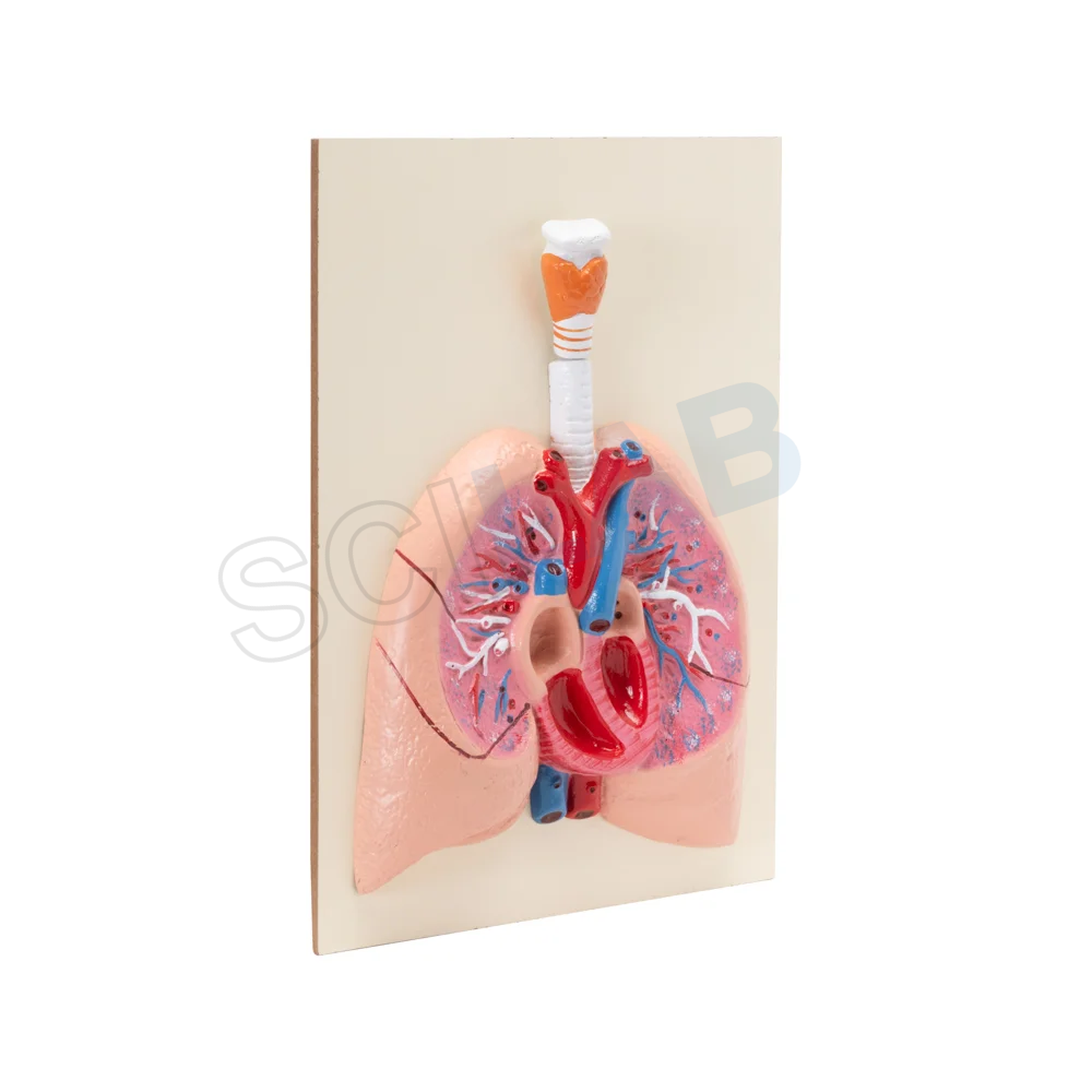 Human Heart with Lungs & Larynx Model
