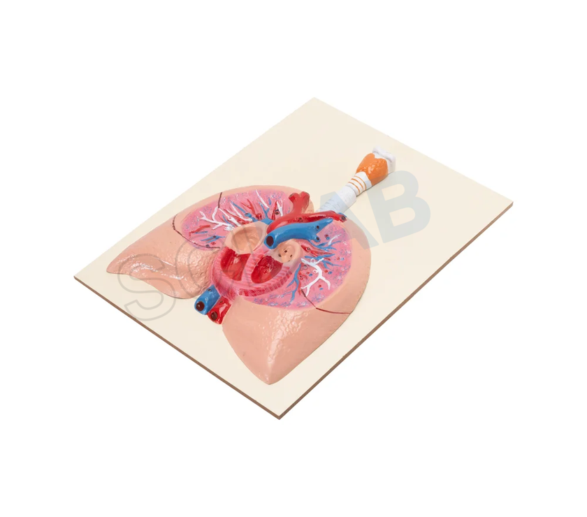 Human Heart with Lungs & Larynx Model
