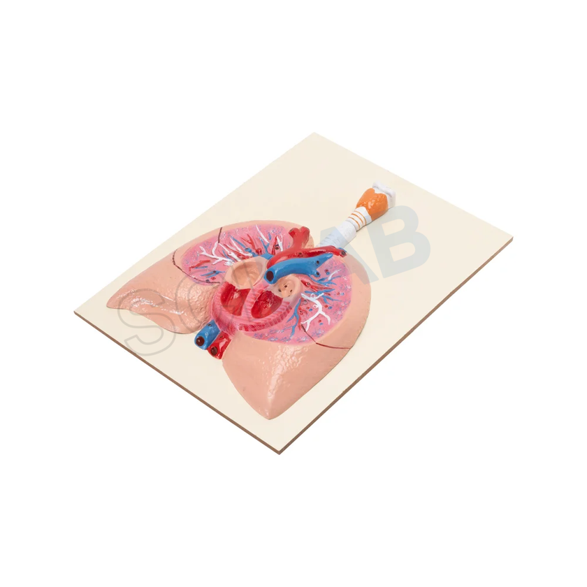 Human Heart with Lungs & Larynx Model