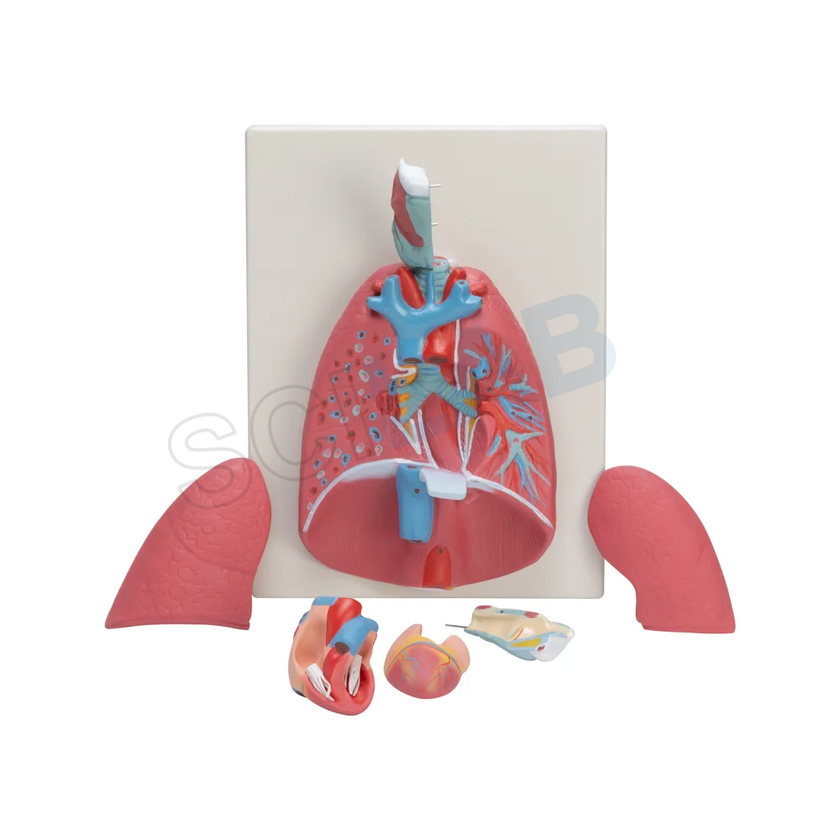 Human Heart Lungs & Larynx (7 Parts)