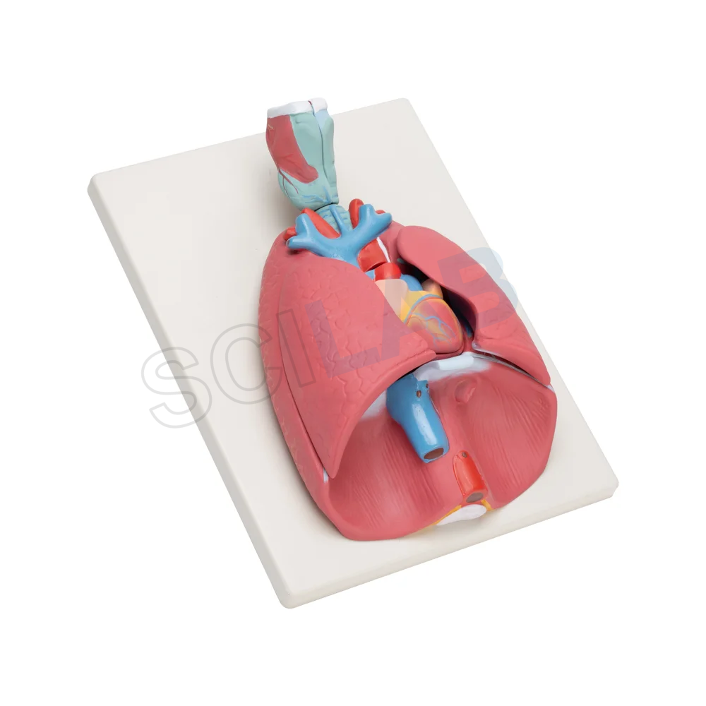 Human Heart Lungs & Larynx (7 Parts)