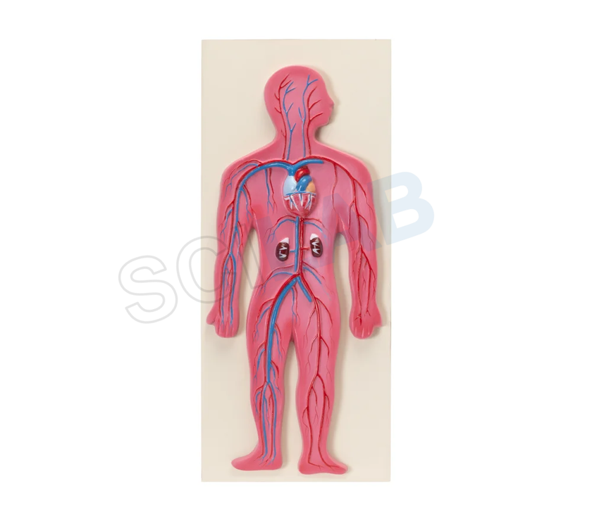 Human Circulatory System Model