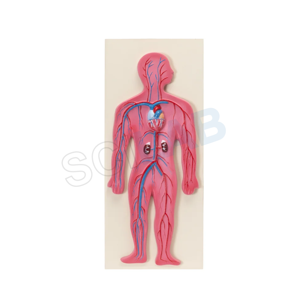 Human Circulatory System Model