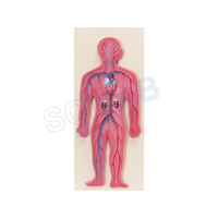 Human Circulatory System Model