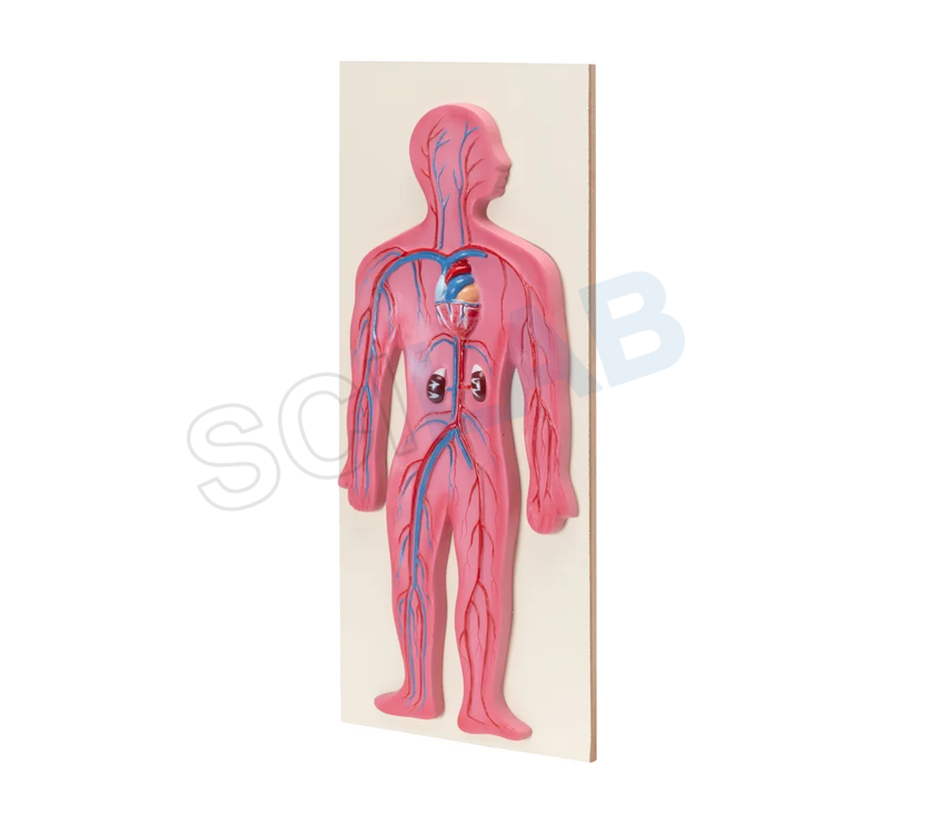 Human Circulatory System Model