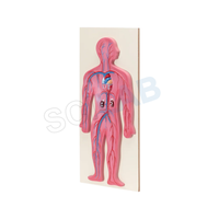 Human Circulatory System Model