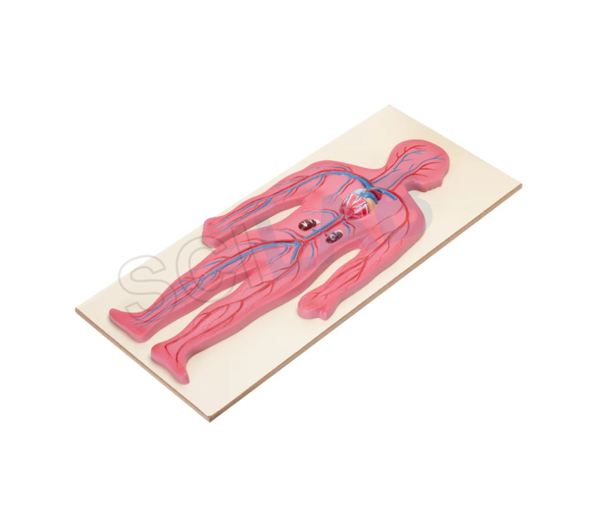 Human Circulatory System Model