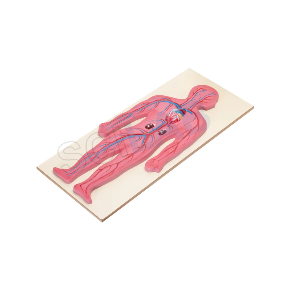 Human Circulatory System Model