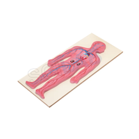Human Circulatory System Model