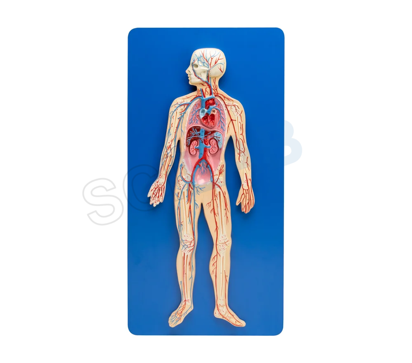 Human Circulatory System