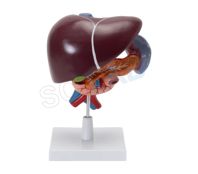Liver, Pancreas & Duodenum Model