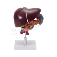 Liver, Pancreas & Duodenum Model