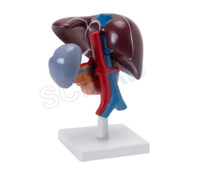 Liver, Pancreas & Duodenum Model