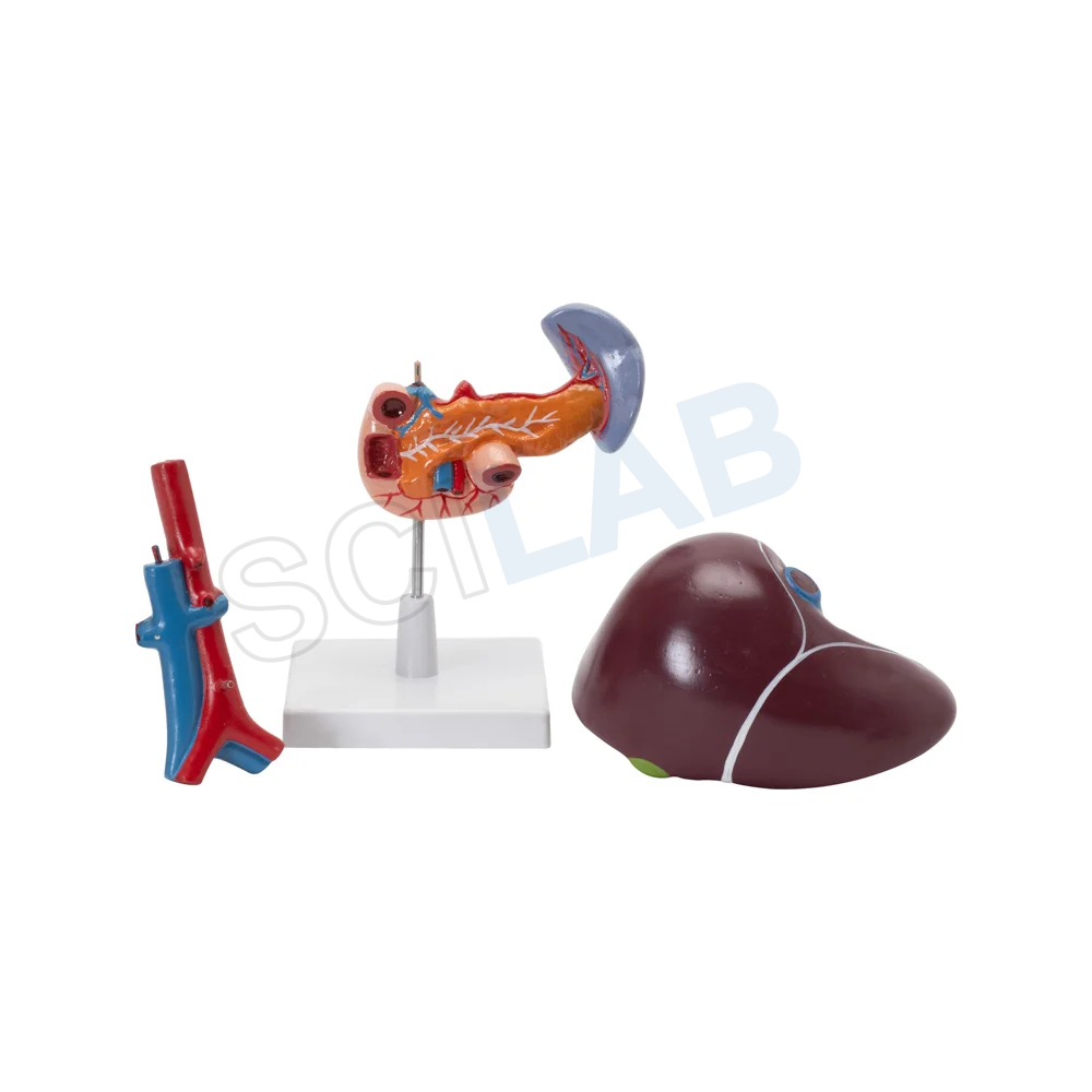 Liver, Pancreas & Duodenum Model