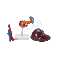 Liver, Pancreas & Duodenum Model