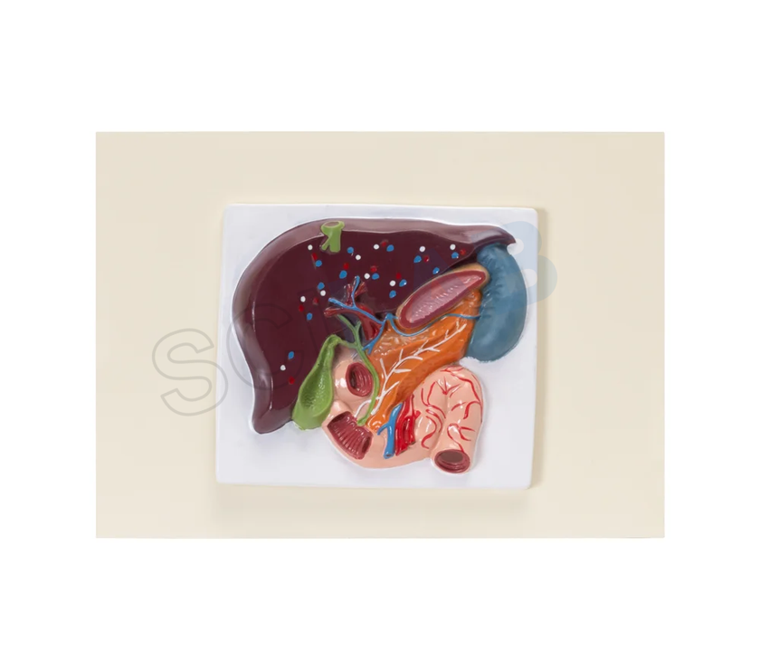 Human Liver, Pancreas & Duodenum Model (Small Size)