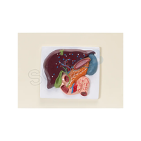 Human Liver, Pancreas & Duodenum Model (Small Size)