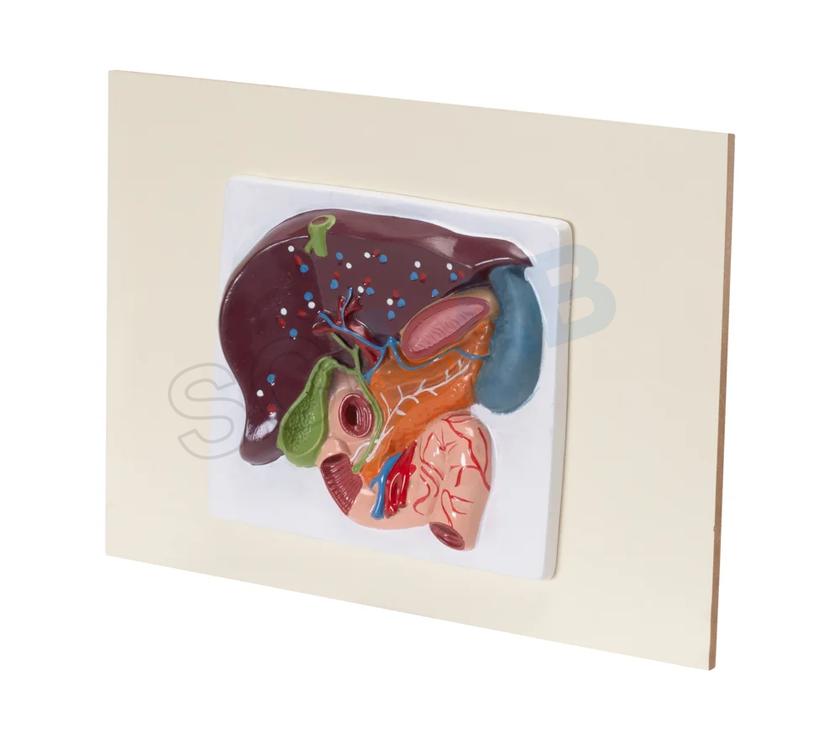 Human Liver, Pancreas & Duodenum Model (Small Size)