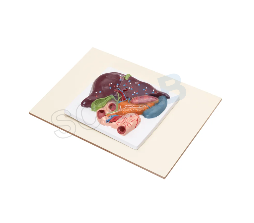 Human Liver, Pancreas & Duodenum Model (Small Size)