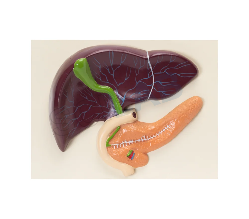 Human Liver with Pancreas Model