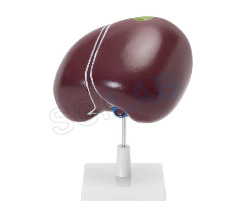 Human Liver with Gallbladder Model