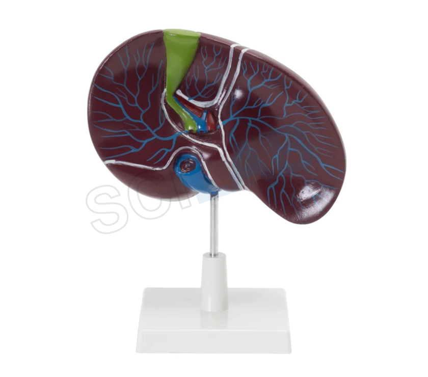 Human Liver with Gallbladder Model