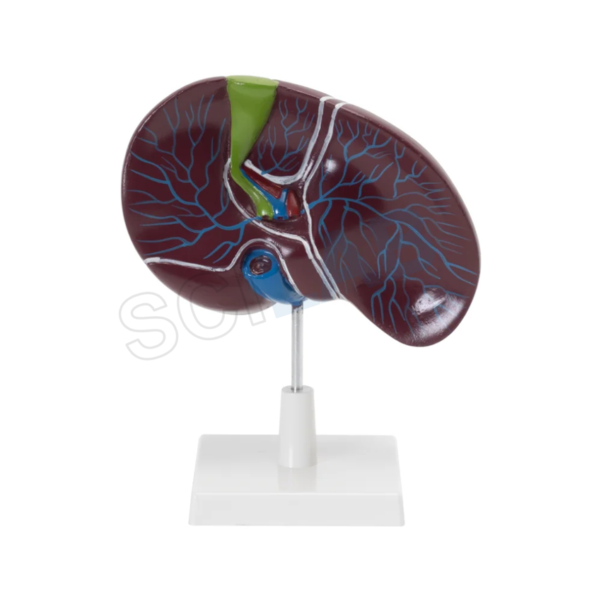 Human Liver with Gallbladder Model