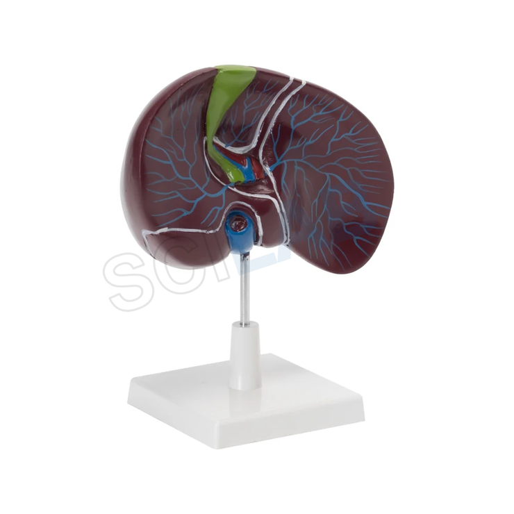 Human Liver with Gallbladder Model