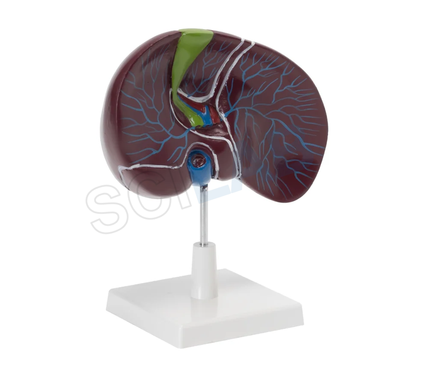 Human Liver with Gallbladder Model