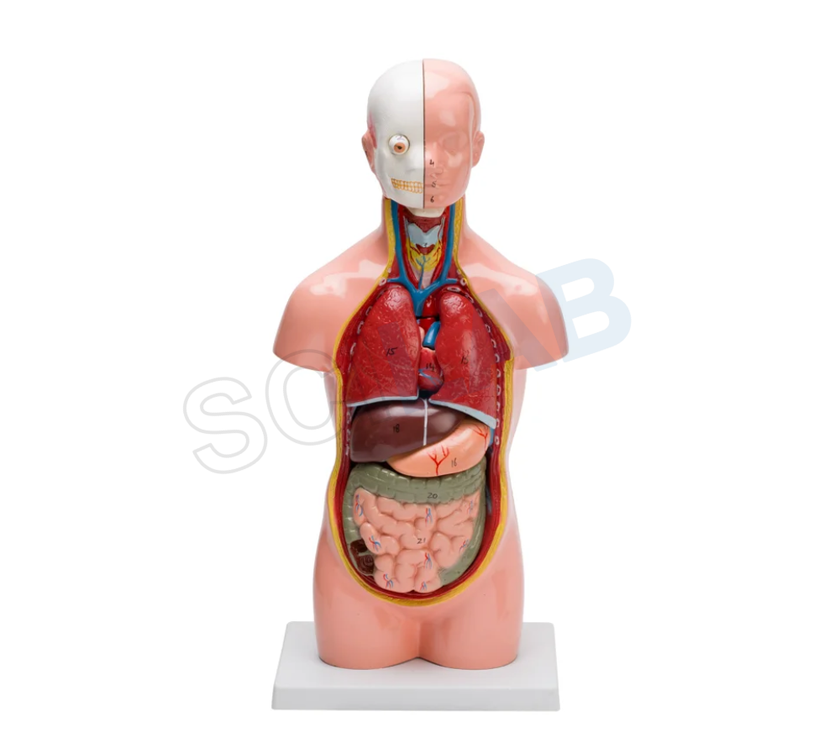 Human Torso Small
