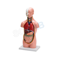 Human Torso Small