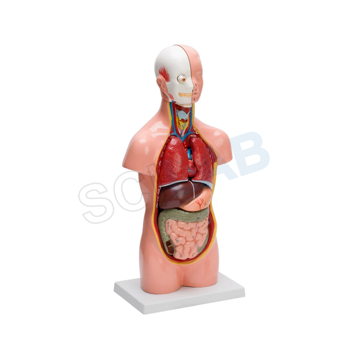 Human Torso Small