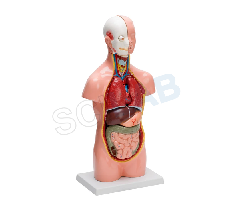 Human Torso Small